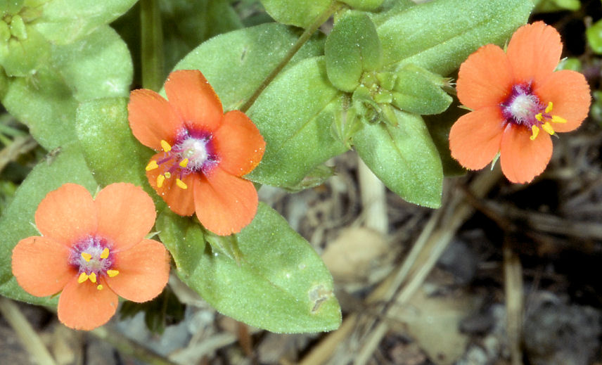 Fiori e formiche